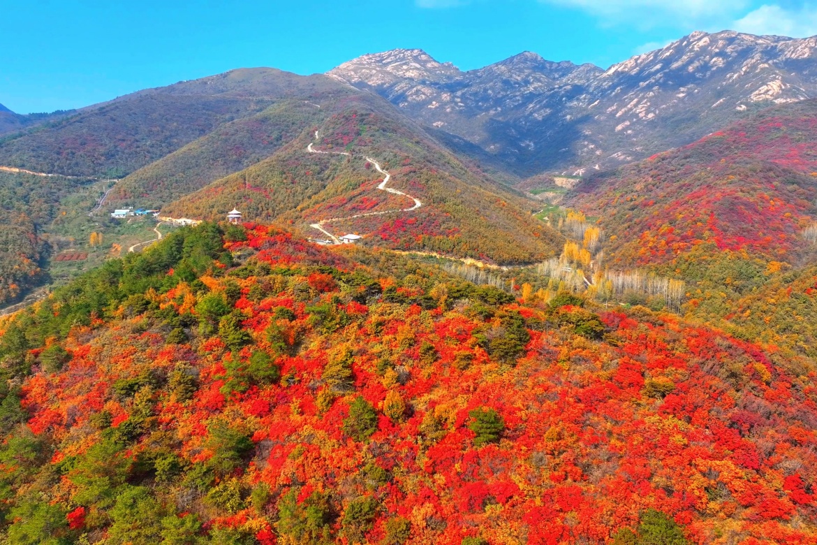 Tongbai Red Leaves